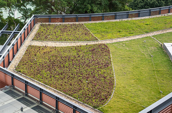 Green Roof with Grass